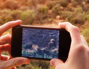 smartphone qui filme des lions
